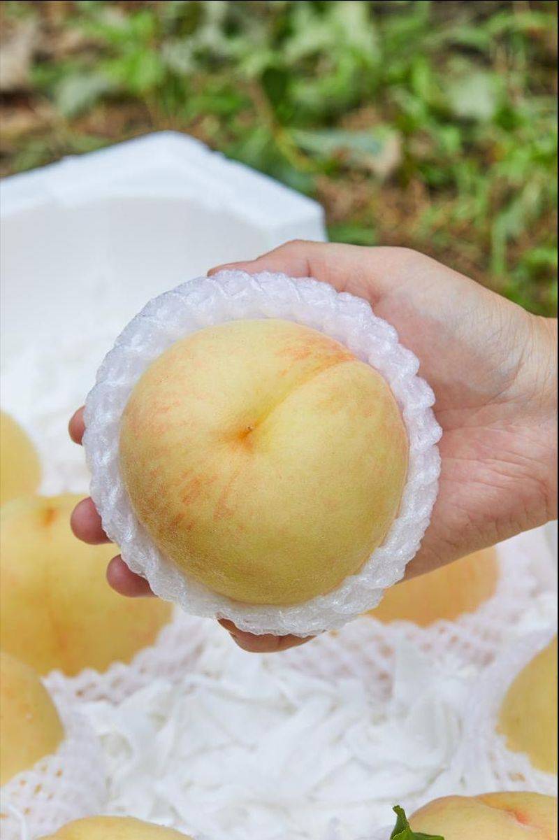 水蜜桃种植技术