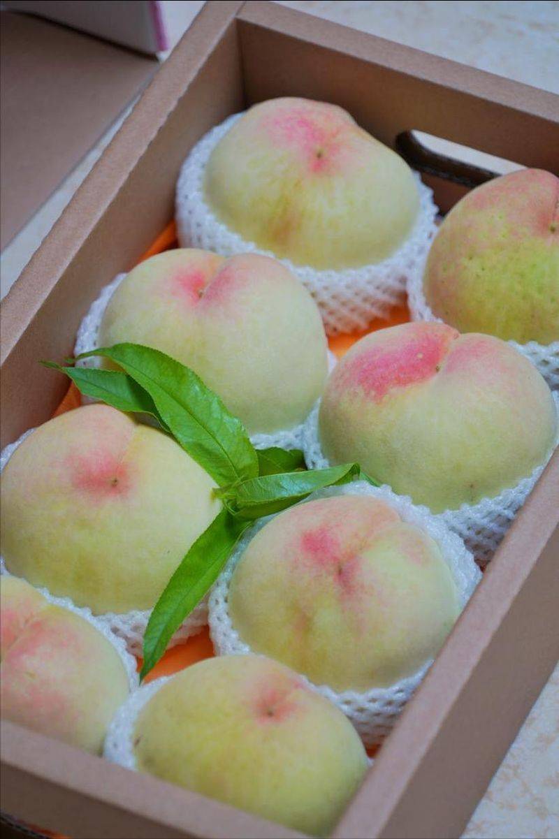 水蜜桃种植技术