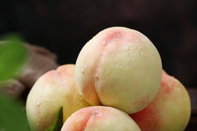 水蜜桃种植技术