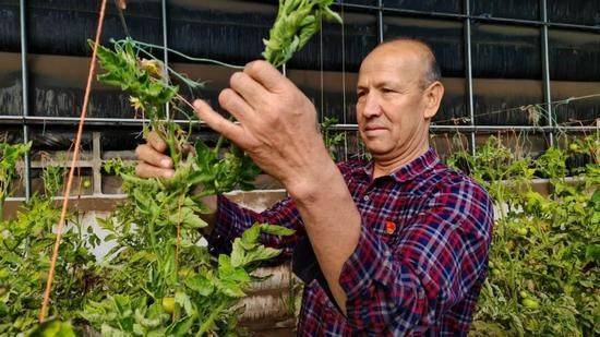 冬季西红柿种植技术