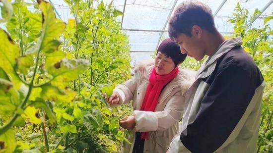 冬季西红柿种植技术