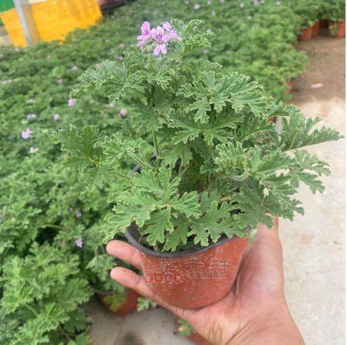 自己天竺葵种子种植方法