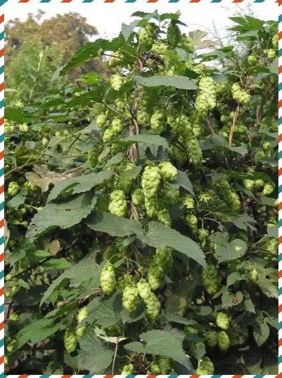 德国农业种植技术