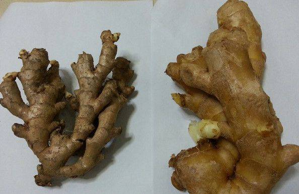 North ginger plantation technology