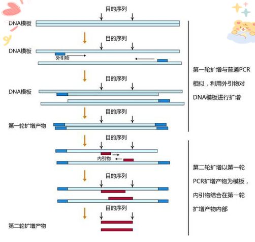 Chip-pcr experimental step
