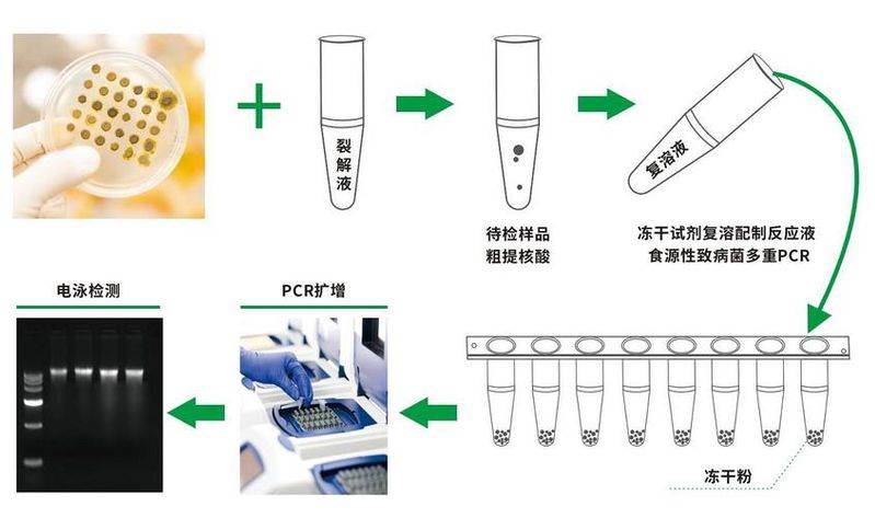 chip-pcr实验步骤