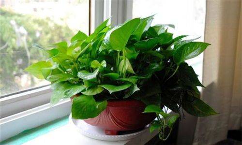 Suitable for indoor plant cultivation