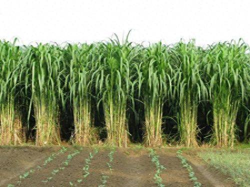 It's technology for the cultivation of bamboo and grass
