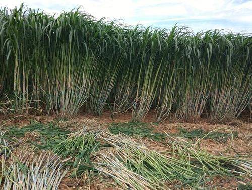 It's technology for the cultivation of bamboo and grass