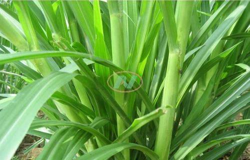 It's technology for the cultivation of bamboo and grass