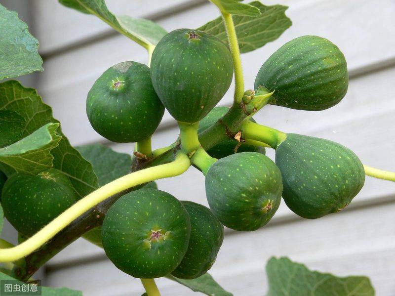 Plantation techniques for fruitless trees