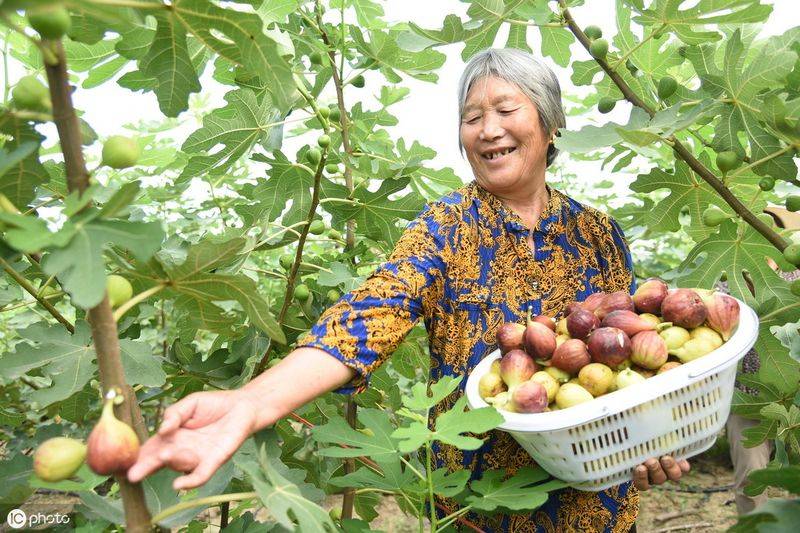 Plantation techniques for fruitless trees