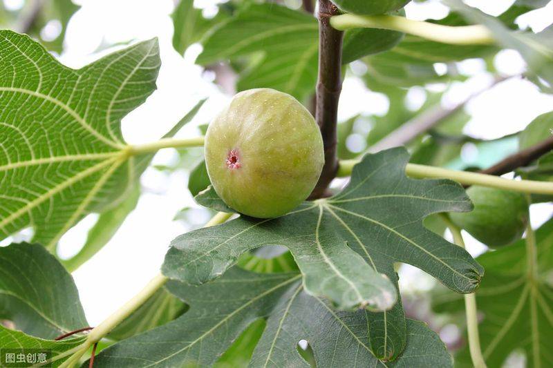 Plantation techniques for fruitless trees