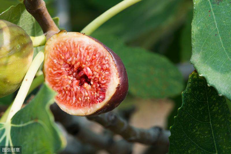Plantation techniques for fruitless trees