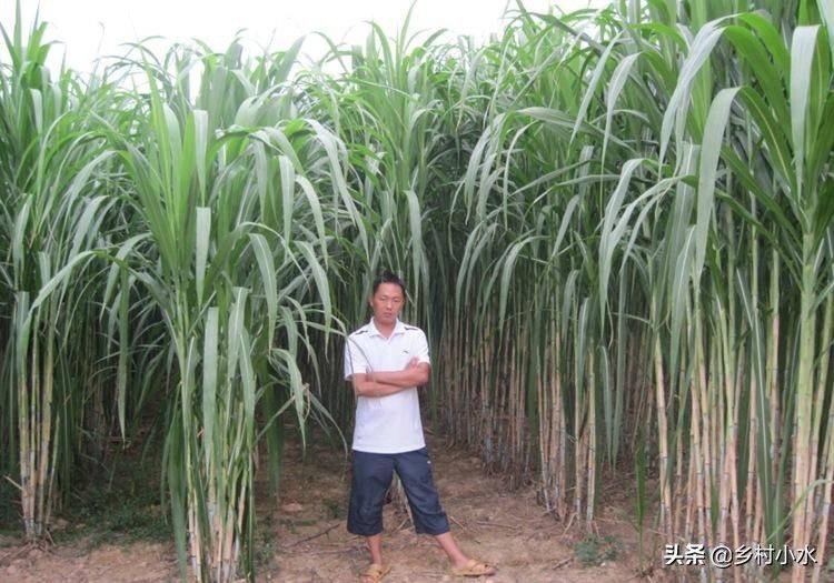 It's technology for the cultivation of bamboo and grass