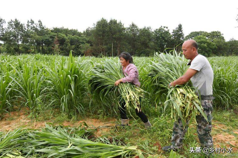 It's technology for the cultivation of bamboo and grass
