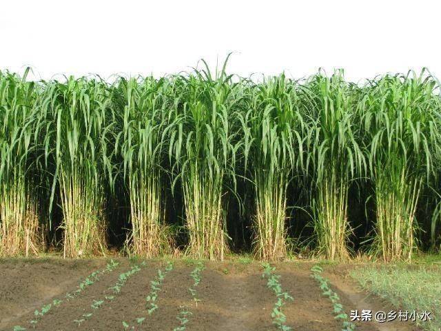 It's technology for the cultivation of bamboo and grass