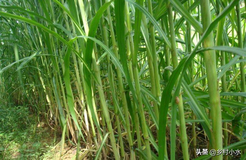 It's technology for the cultivation of bamboo and grass
