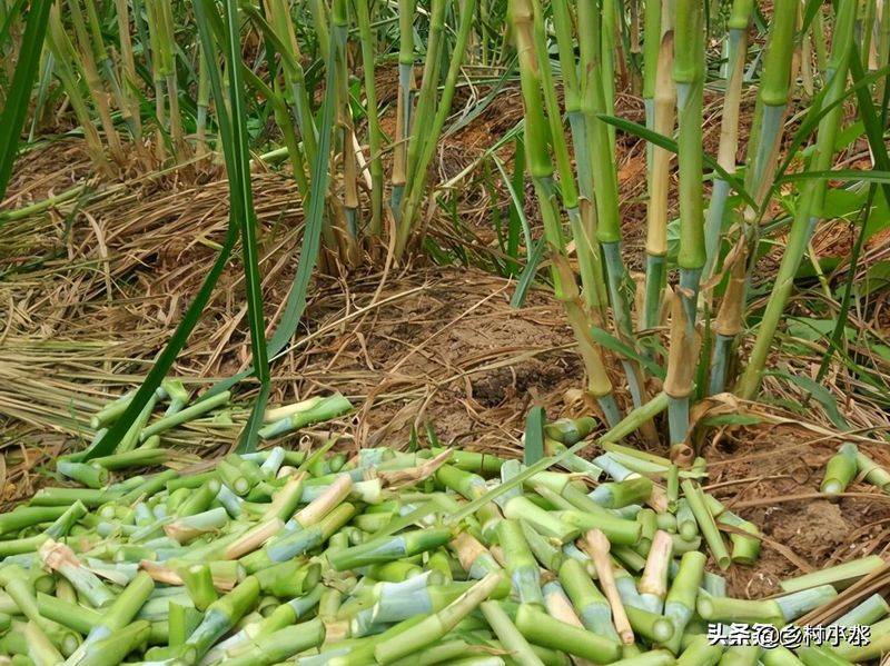 It's technology for the cultivation of bamboo and grass