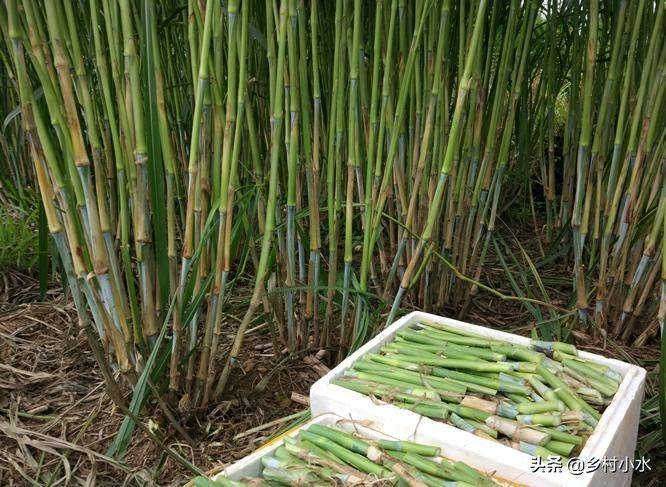 It's technology for the cultivation of bamboo and grass