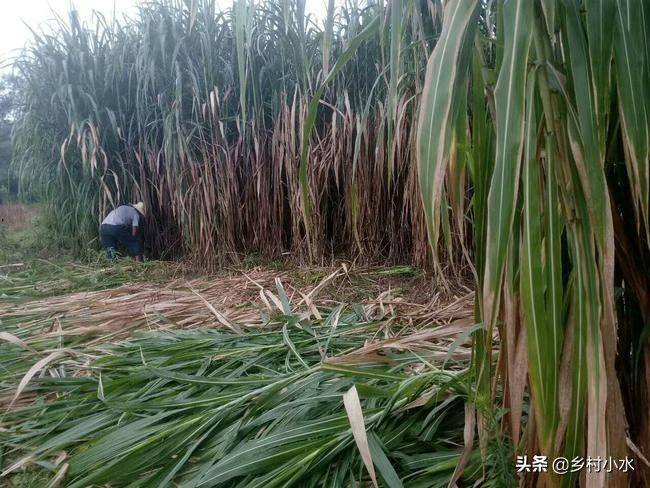 It's technology for the cultivation of bamboo and grass