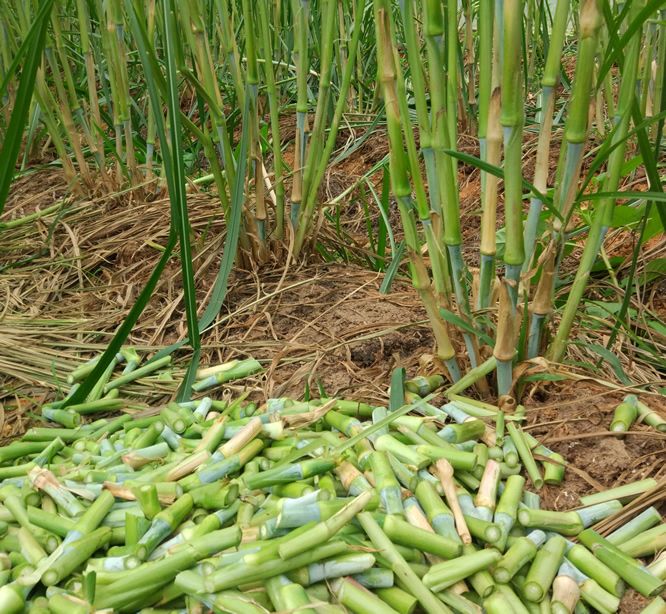 It's technology for the cultivation of bamboo and grass