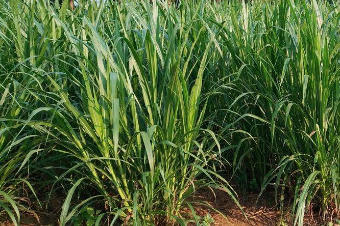 It's technology for the cultivation of bamboo and grass