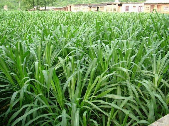 It's technology for the cultivation of bamboo and grass