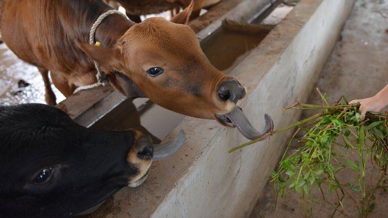 It's technology for the cultivation of bamboo and grass