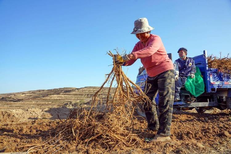 Technology for chinese medicine wood-wood cultivation