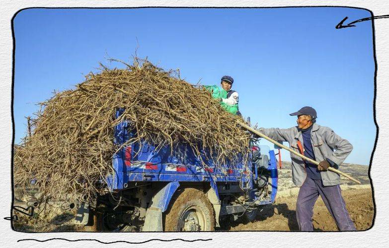Technology for chinese medicine wood-wood cultivation