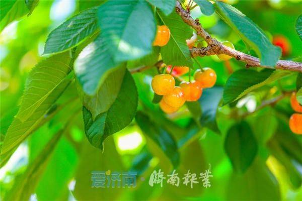 A video of cherry tree planting technology