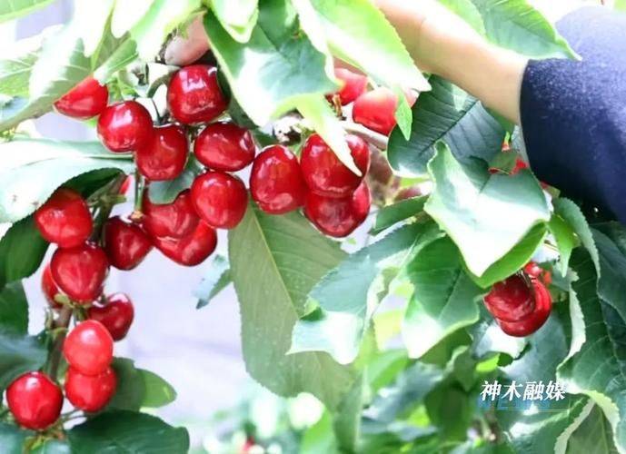 A video of cherry tree planting technology