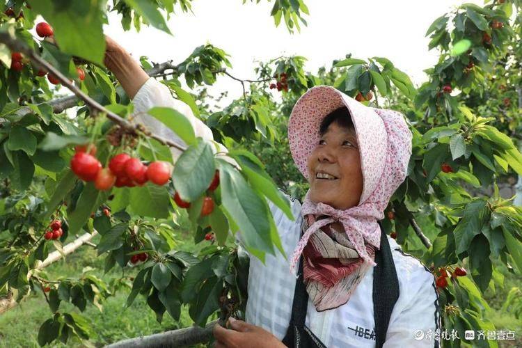 A video of cherry tree planting technology