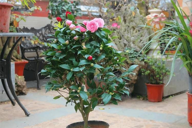 The method of planting five colours of tea