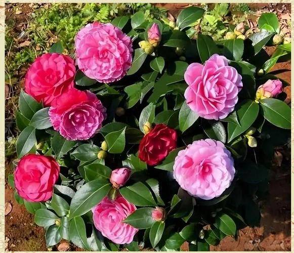 The method of planting five colours of tea