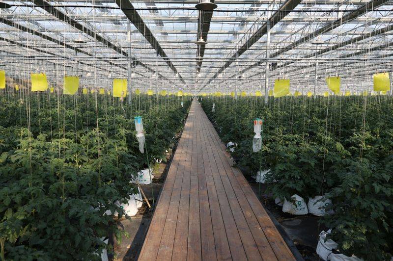 Tomato farming techniques