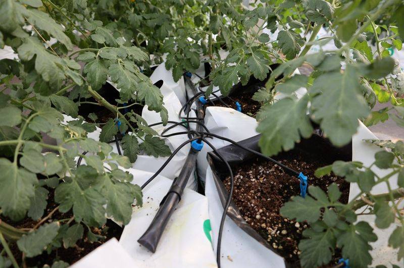 Tomato farming techniques