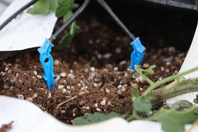 Tomato farming techniques