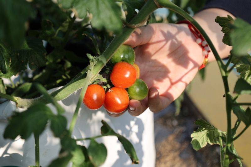 Tomato farming techniques