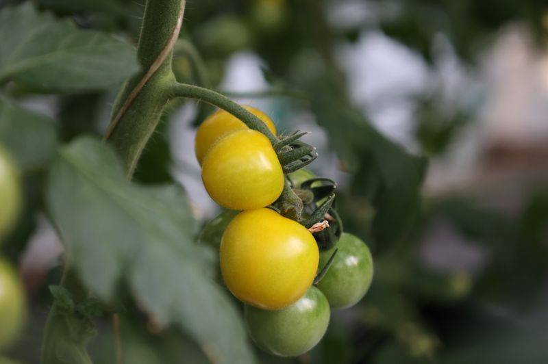 Tomato farming techniques