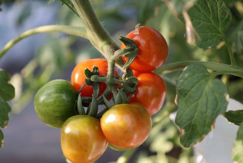 Tomato farming techniques