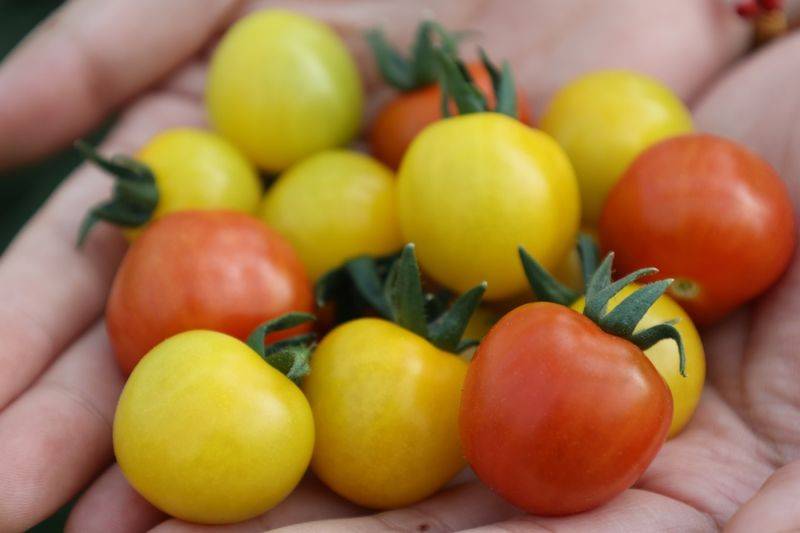 Tomato farming techniques
