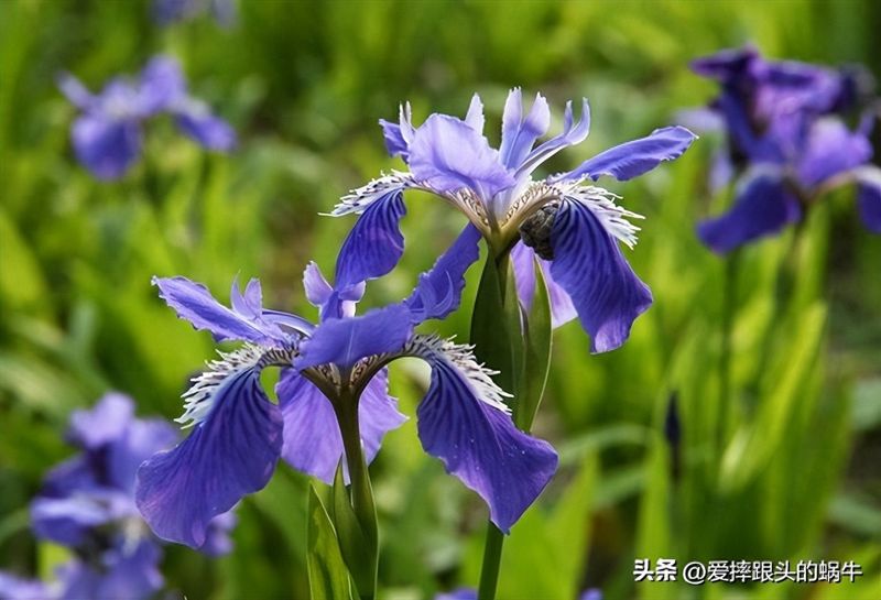 德国鸢尾的种植方法