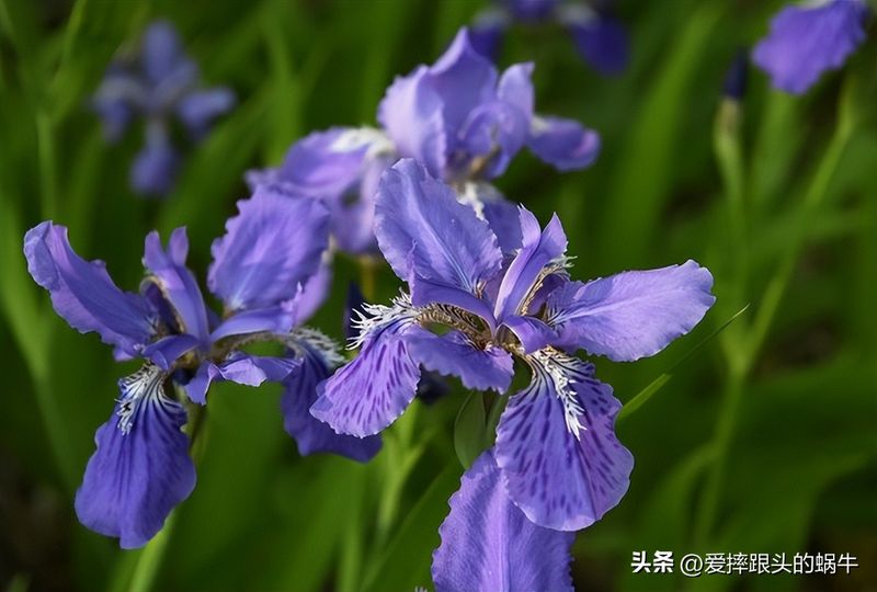 德国鸢尾的种植方法