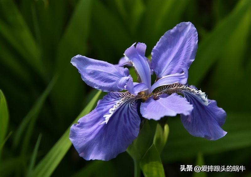 德国鸢尾的种植方法