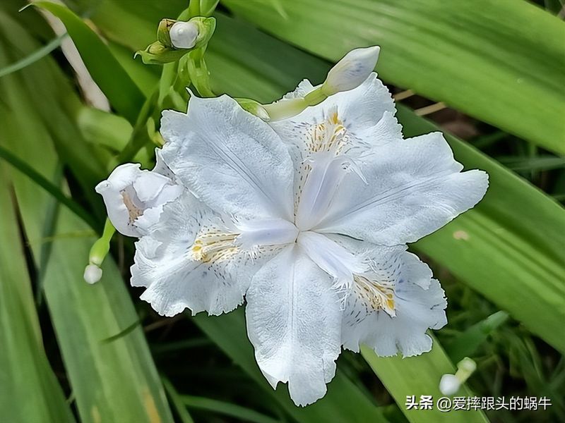德国鸢尾的种植方法