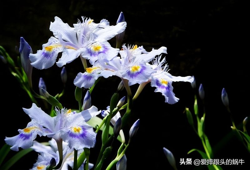 德国鸢尾的种植方法
