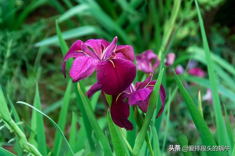德国鸢尾的种植方法