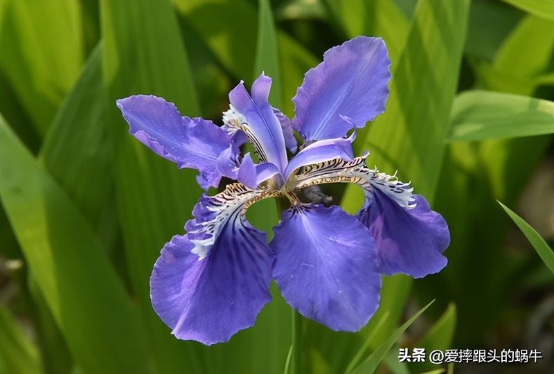 德国鸢尾的种植方法